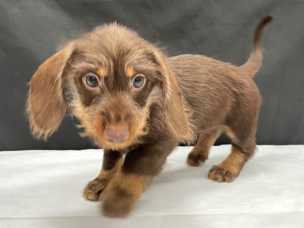 Dachshund-DOG-Female-Chocolate and Tan-23994-Petland Scottsdale, Arizona