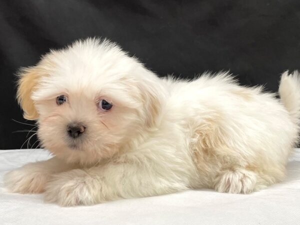 Lhasa Apso-DOG-Female-Cream-23993-Petland Scottsdale, Arizona
