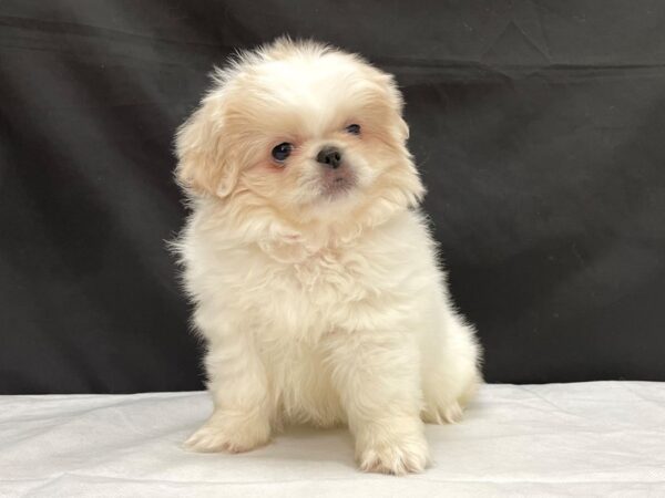 Pekingese-DOG-Female-Cream-23992-Petland Scottsdale, Arizona