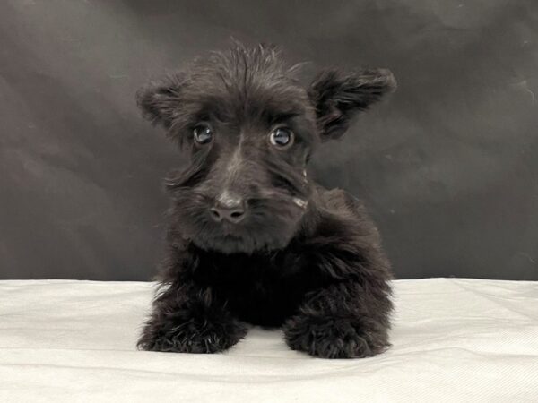 Scottish Terrier-DOG-Female-Black-23991-Petland Scottsdale, Arizona