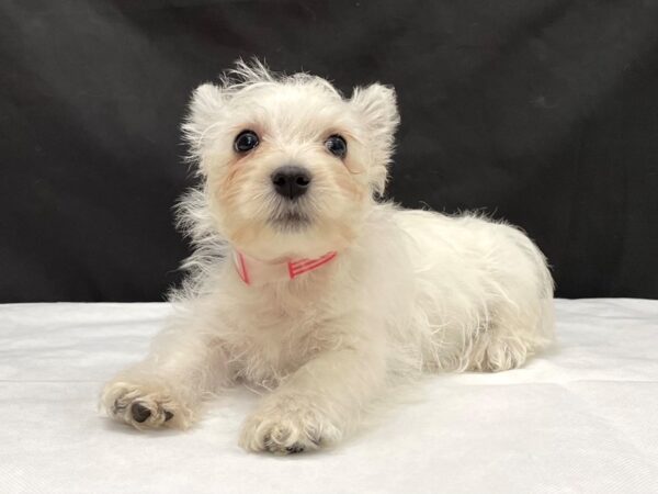 West Highland White Terrier-DOG-Female-White-23990-Petland Scottsdale, Arizona