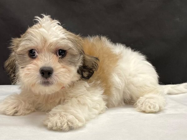 Bichon Frise/Shih Tzu-DOG-Female-Gold and White-23989-Petland Scottsdale, Arizona