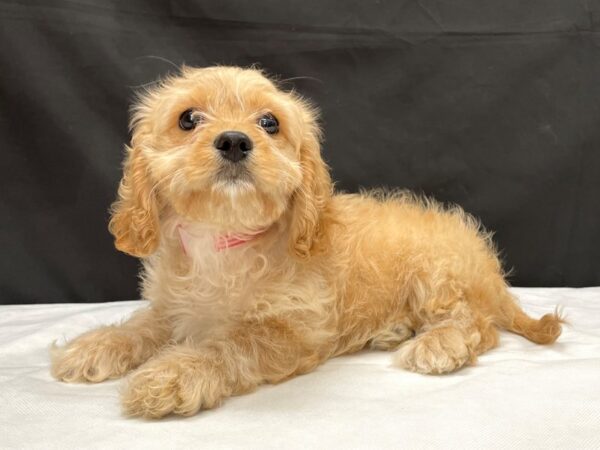 Bichon Frise/Cavalier King Charles Spaniel-DOG-Female-Cream-23988-Petland Scottsdale, Arizona