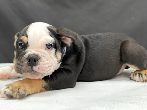 English Bulldog-DOG-Male-Black Fawn and White-23987-Petland Scottsdale, Arizona