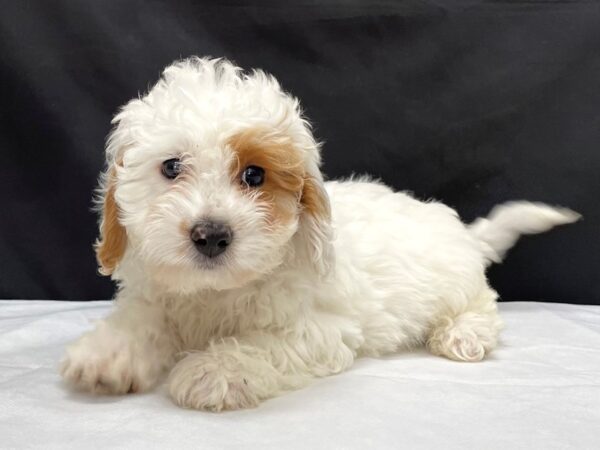F1B Mini Goldendoodle-DOG-Male-Apricot-23986-Petland Scottsdale, Arizona