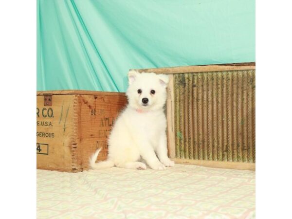 American Eskimo Dog-DOG-Female-White-24025-Petland Scottsdale, Arizona