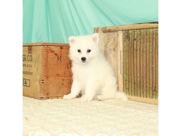 American Eskimo Dog-DOG-Male-White-24026-Petland Scottsdale, Arizona