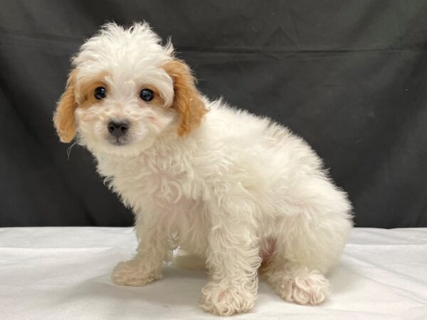 F1B Mini Goldendoodle-DOG-Female-White / Red-24038-Petland Scottsdale, Arizona