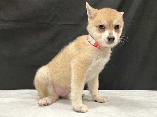 Alaskan Klee Kai-DOG-Male-Cream-24037-Petland Scottsdale, Arizona