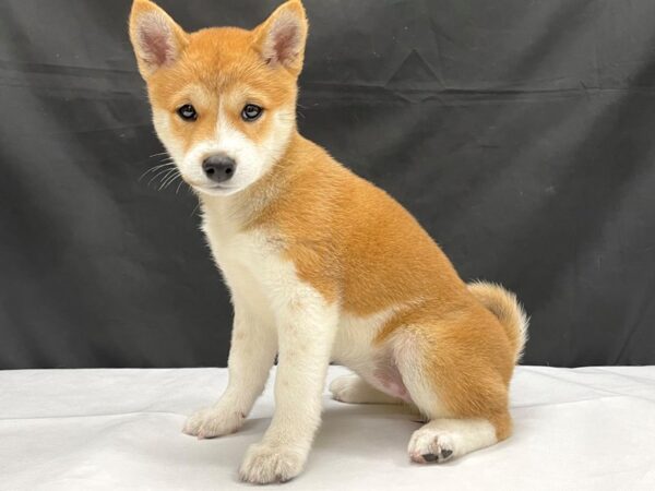 Shiba Inu-DOG-Female-Red Sesame-24036-Petland Scottsdale, Arizona