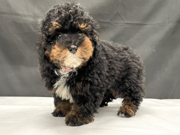 Poodle-DOG-Female-Black / Tan-24035-Petland Scottsdale, Arizona