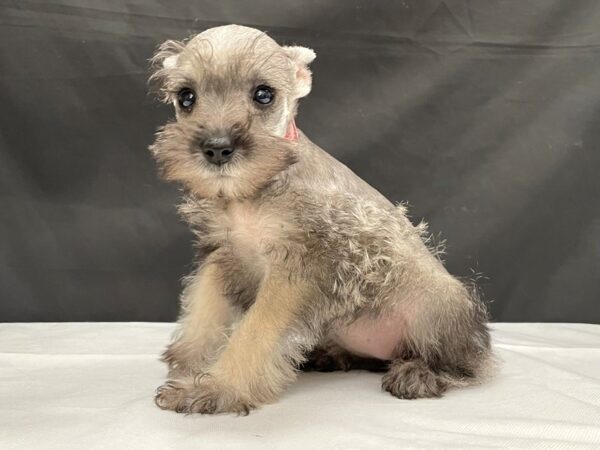 Miniature Schnauzer-DOG-Female-Salt / Pepper-24034-Petland Scottsdale, Arizona