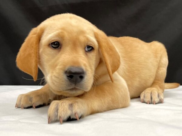 Labrador Retriever-DOG-Male-Yellow-24033-Petland Scottsdale, Arizona