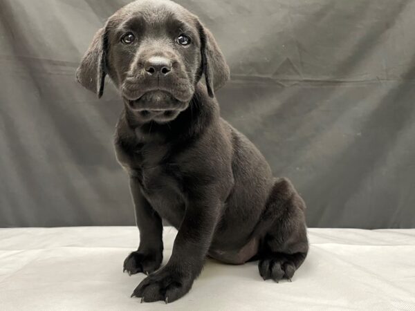 Labrador Retriever-DOG-Female-Black-24032-Petland Scottsdale, Arizona