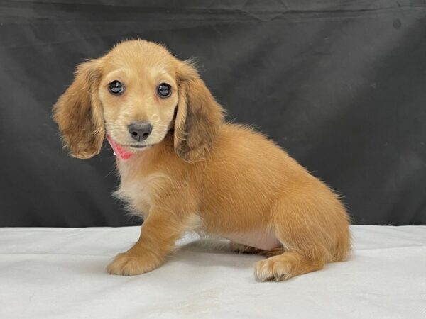 Dachshund-DOG-Female-Light Red-24031-Petland Scottsdale, Arizona