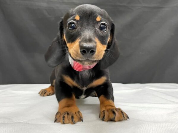 Dachshund-DOG-Male-Black / Tan-24030-Petland Scottsdale, Arizona