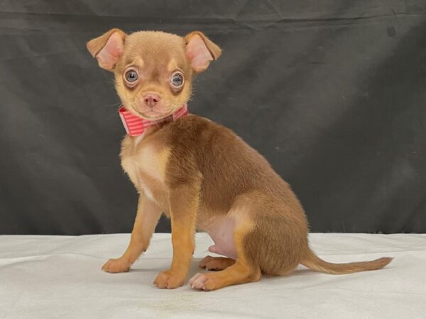 Chihuahua-DOG-Male-Chocolate / Tan-24029-Petland Scottsdale, Arizona