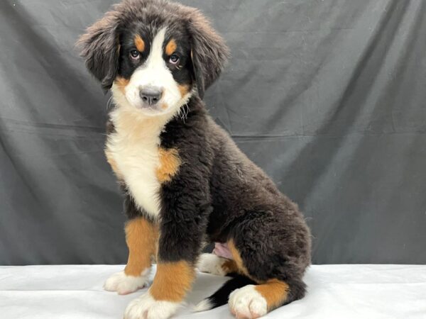 Bernese Mountain Dog-DOG-Male-Black Rust / White-24028-Petland Scottsdale, Arizona