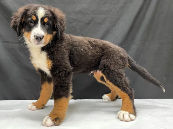 Bernese Mountain Dog-DOG-Male-Black Rust / White-24027-Petland Scottsdale, Arizona