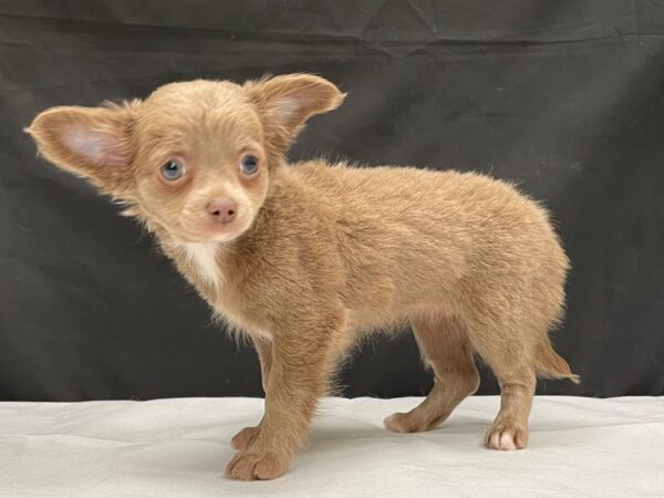 Chihuahua-DOG-Female-Blue-24024-Petland Scottsdale, Arizona