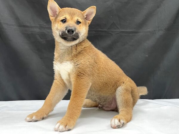 Shiba Inu-DOG-Male-Red Sesame-24020-Petland Scottsdale, Arizona