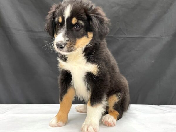 Miniature Australian Shepherd-DOG-Female-Black White and Brown-24019-Petland Scottsdale, Arizona