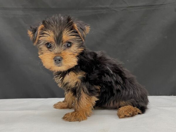 Yorkshire Terrier-DOG-Female-Black and Gold-24017-Petland Scottsdale, Arizona
