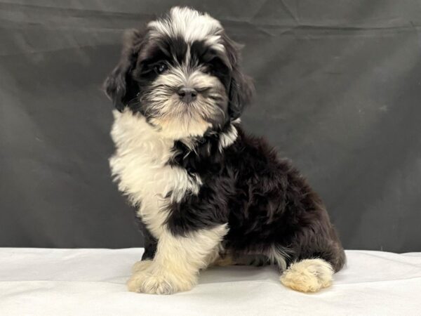 Havanese-DOG-Male-Black and White-24014-Petland Scottsdale, Arizona