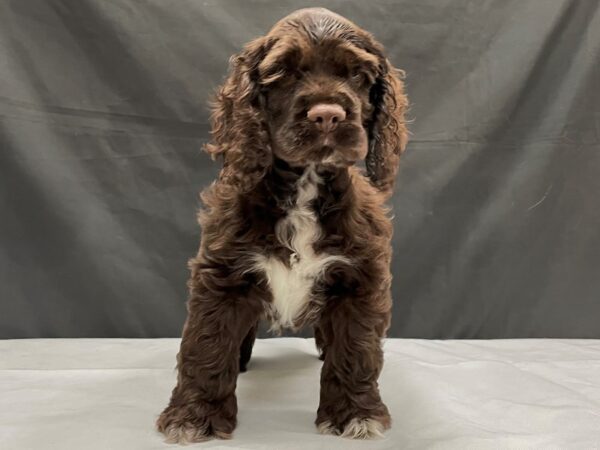Cocker Spaniel-DOG-Male-Brown-24013-Petland Scottsdale, Arizona