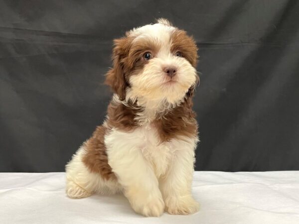 Bichon Frise/Shih Tzu-DOG-Female-Liver and White-24012-Petland Scottsdale, Arizona