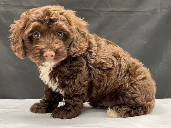 Cocker Spaniel/Poodle-DOG-Male-Brown-24011-Petland Scottsdale, Arizona