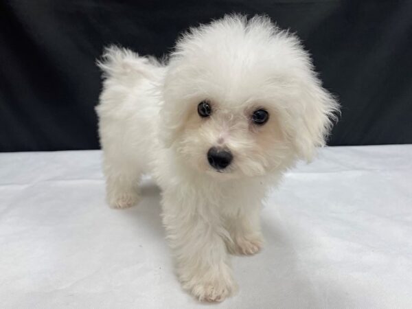 Bichon Frise-DOG-Female-White-24023-Petland Scottsdale, Arizona