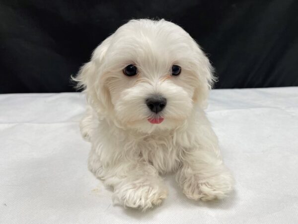 Maltese-DOG-Female-White-24021-Petland Scottsdale, Arizona