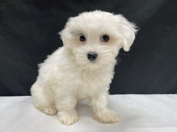 Coton De Tulear-DOG-Female-White-24018-Petland Scottsdale, Arizona