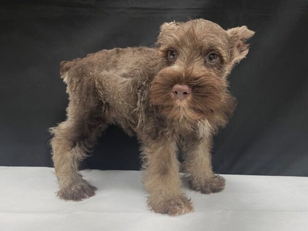 Miniature Schnauzer-DOG-Male-Liver and Pepper-24022-Petland Scottsdale, Arizona
