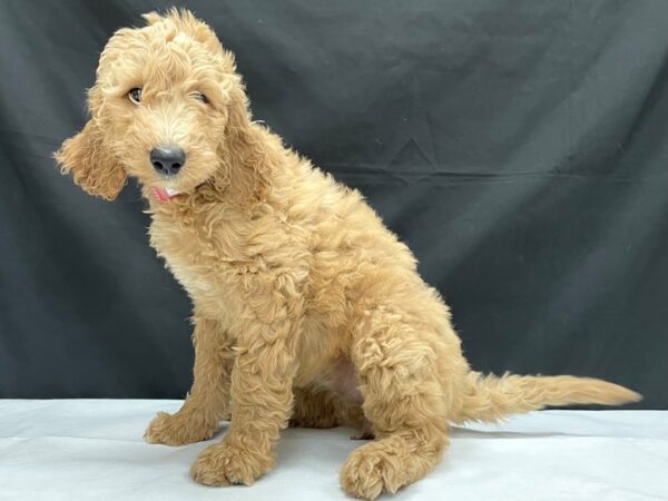 F1B Goldendoodle-DOG-Female-Golden-24041-Petland Scottsdale, Arizona