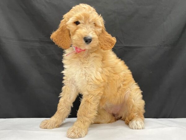 F1B Goldendoodle-DOG-Female-Golden-24040-Petland Scottsdale, Arizona