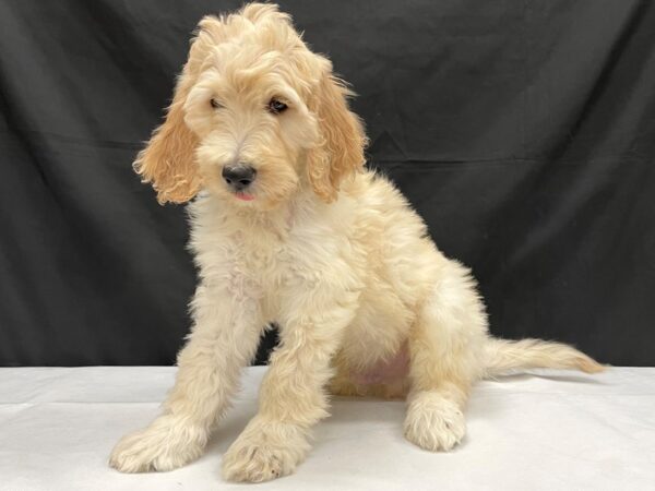 F1B Goldendoodle-DOG-Male-Golden-24039-Petland Scottsdale, Arizona