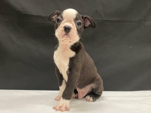 Boston Terrier-DOG-Male-Black / White-24063-Petland Scottsdale, Arizona