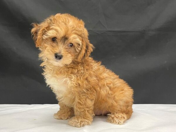 F1B Yorkie Poo-DOG-Male-Red Sable-24062-Petland Scottsdale, Arizona