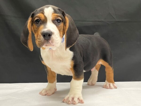 Basset Hound/Old English Bulldog-DOG-Male-Black / Tan-24061-Petland Scottsdale, Arizona
