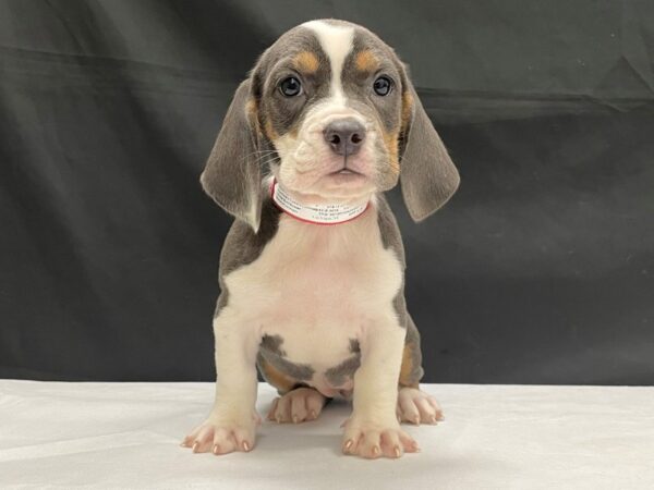 Basset Hound/Old English Bulldog-DOG-Female-Blue / Tan-24060-Petland Scottsdale, Arizona