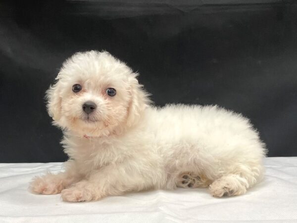 Bichon Frise-DOG-Female-White-24056-Petland Scottsdale, Arizona