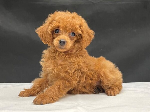 Poodle-DOG-Female-Red-24053-Petland Scottsdale, Arizona