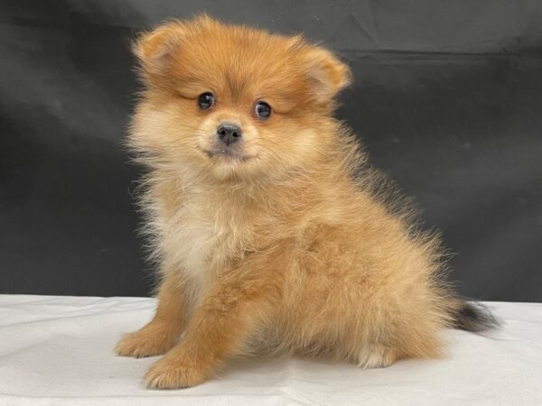Pomeranian-DOG-Female-Sable-24052-Petland Scottsdale, Arizona