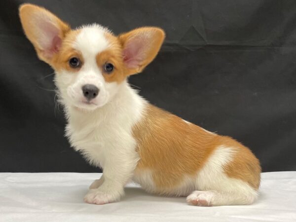 Pembroke Welsh Corgi-DOG-Female-Sable / White-24051-Petland Scottsdale, Arizona