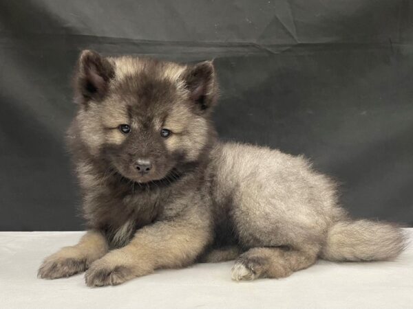 Keeshond-DOG-Male-Silver / Black-24050-Petland Scottsdale, Arizona