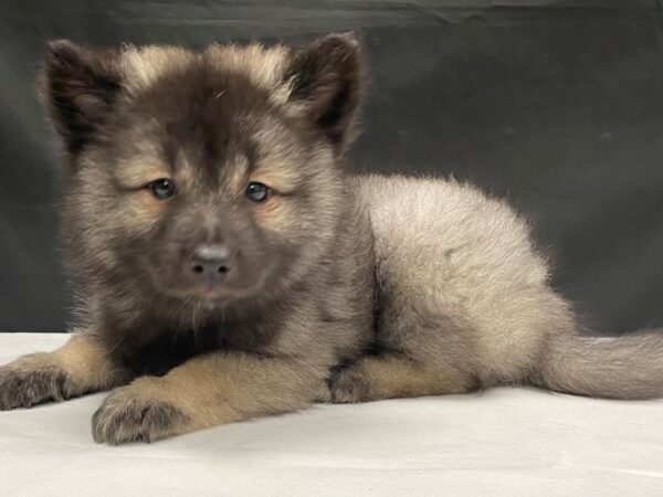 Keeshond-DOG-Female-Silver / Black-24049-Petland Scottsdale, Arizona