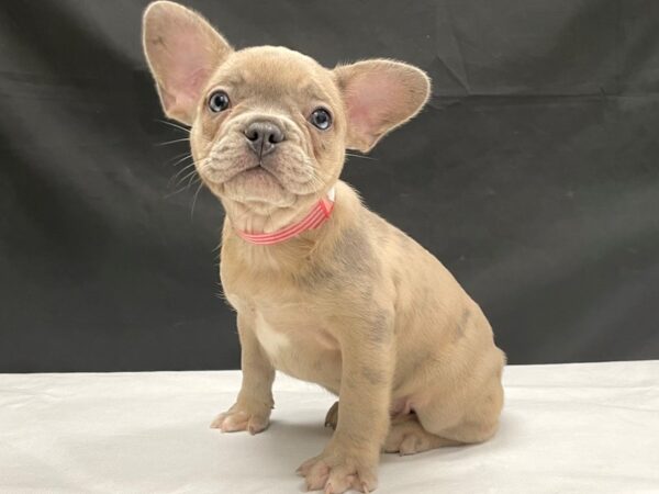 French Bulldog-DOG-Female-Merle-24048-Petland Scottsdale, Arizona