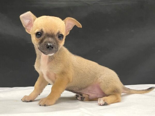 Chihuahua-DOG-Male-Fawn-24047-Petland Scottsdale, Arizona